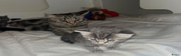 British Shorthair cats for sale: 4 kittens are available now  - Advert 3