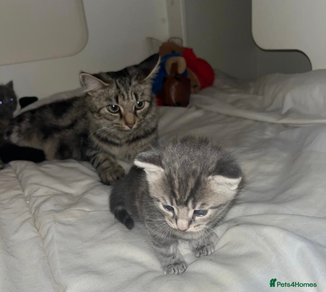 British Shorthair cats for sale: 4 kittens are available now  - Advert 3