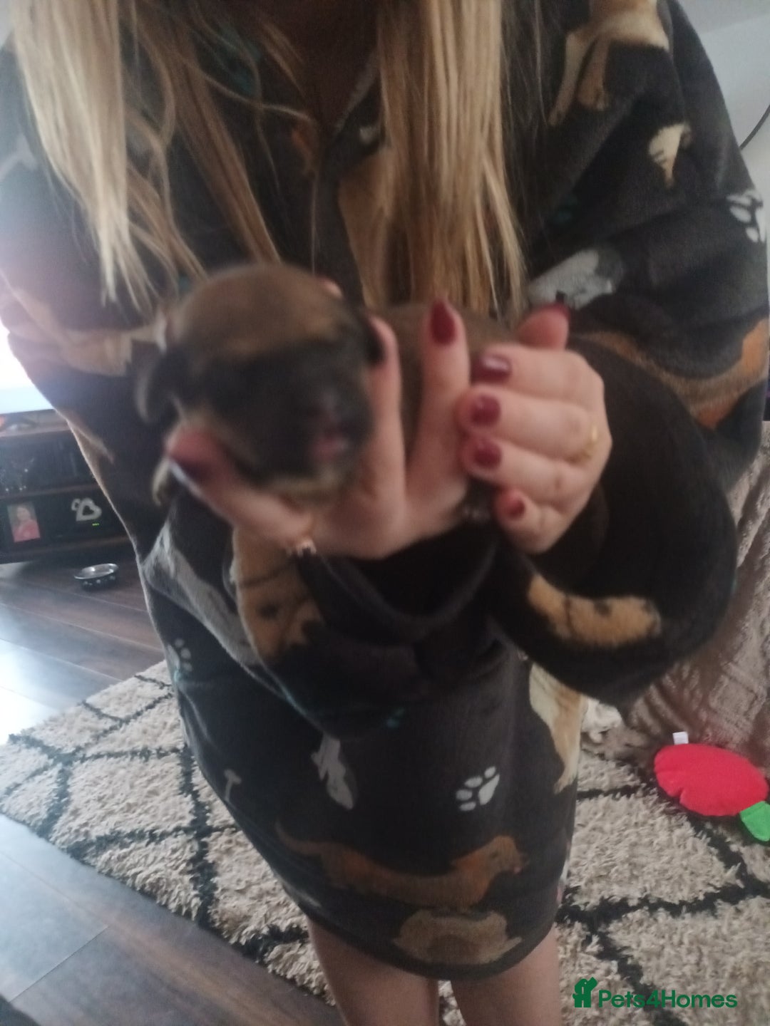 Mixed Breed dogs for sale: Poochon cross schweenie  - Image 3