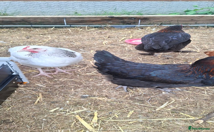 Chickens poultry - Advert 4