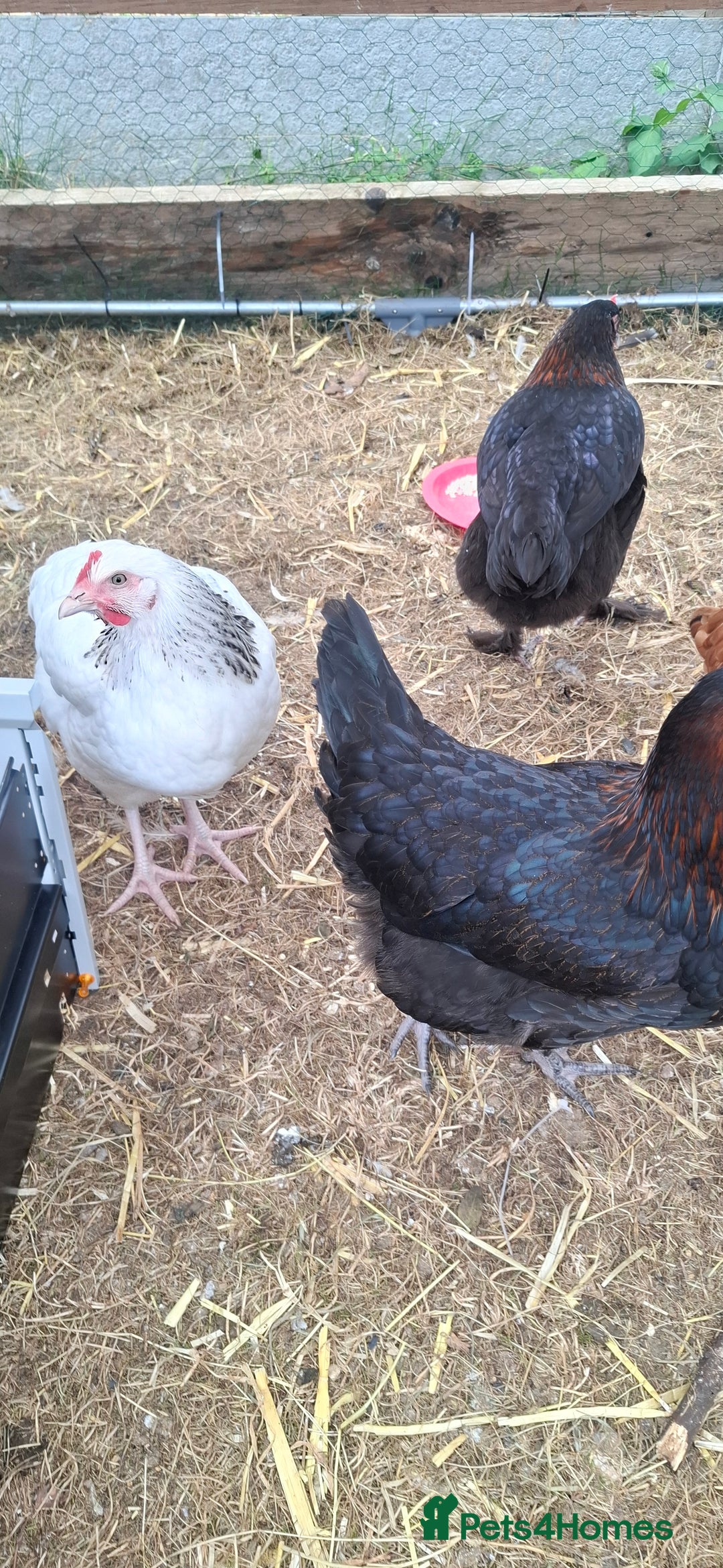 Chickens poultry for sale: Hens for sale point of lay, multiple breeds - Image 1