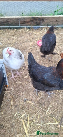 Chickens poultry - Advert 10