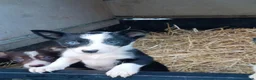 Border Collie dogs for sale: Border collie pups  in Strathaven - Advert 8