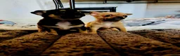 Chihuahua dogs for sale: Chihuahua puppy's for sale - Advert 5