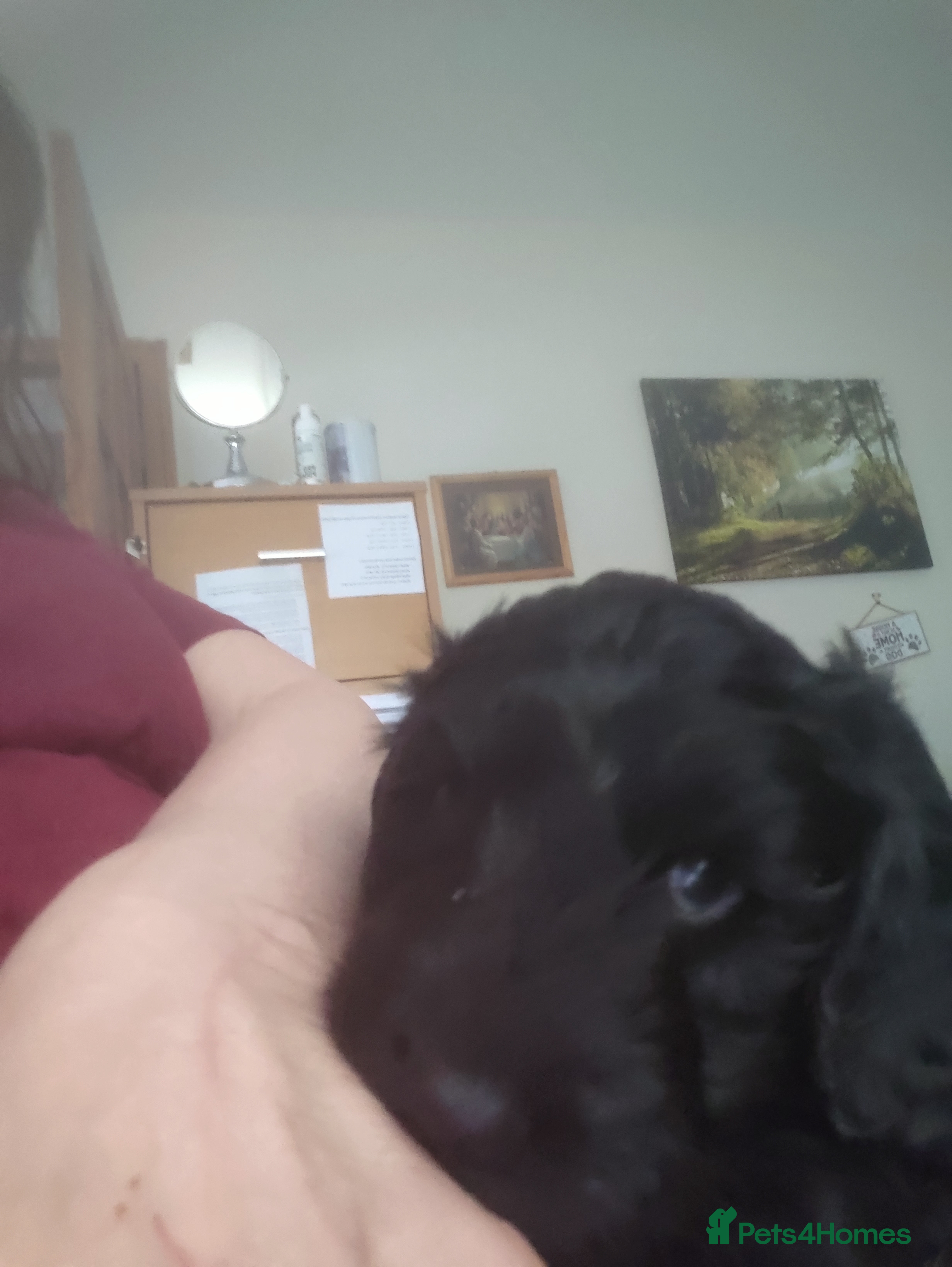 Cockapoo dogs Cockapoo Puppies, F2, Midlothian - Advert 2