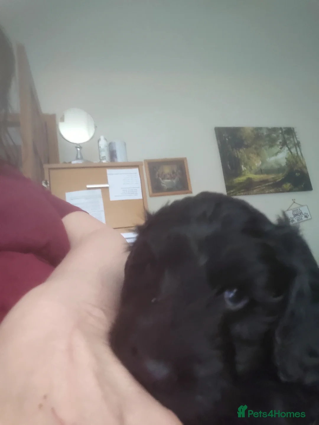 Cockapoo dogs for sale: Cockapoo Puppies, F2, Midlothian - Advert 2
