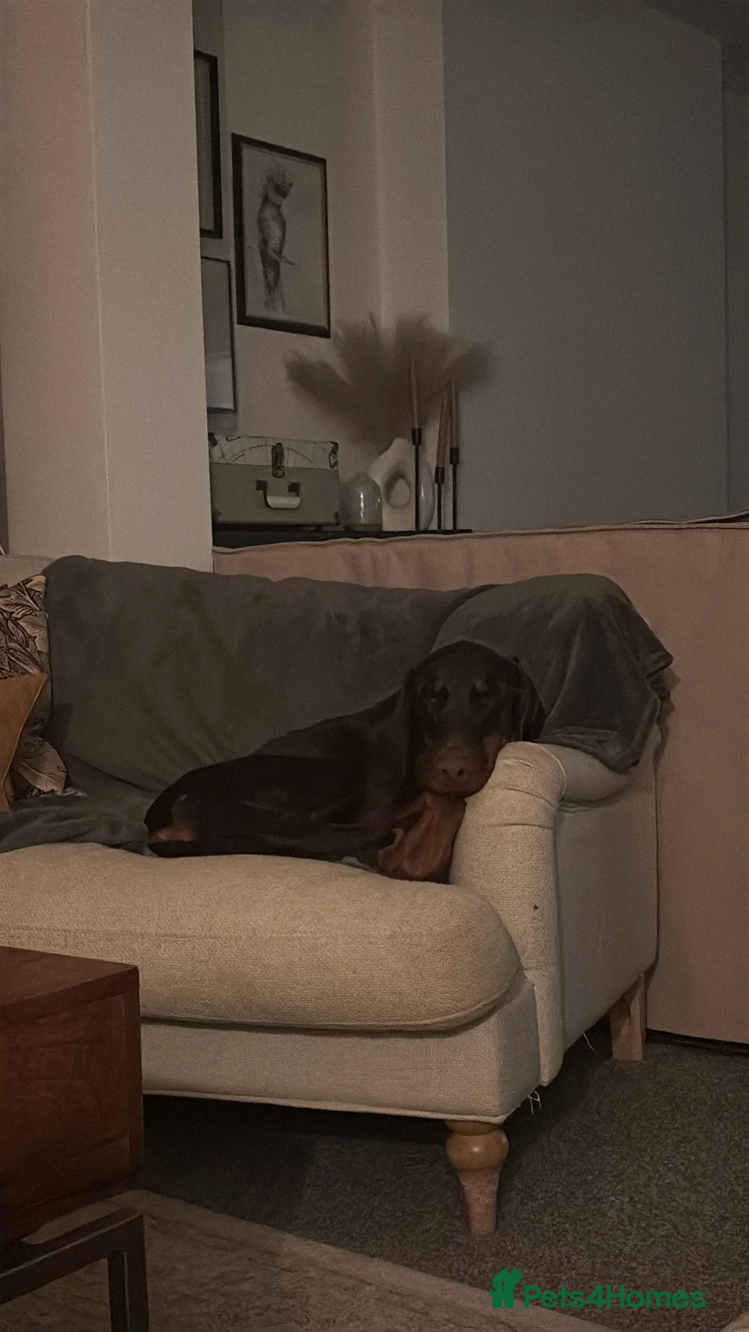 Dobermann dogs for sale: 1 Year Old Doberman Boy - Advert 7