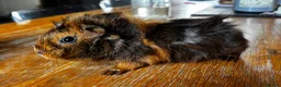 Guinea Pig rodents for sale: 2 beautiful boys  - Advert 6