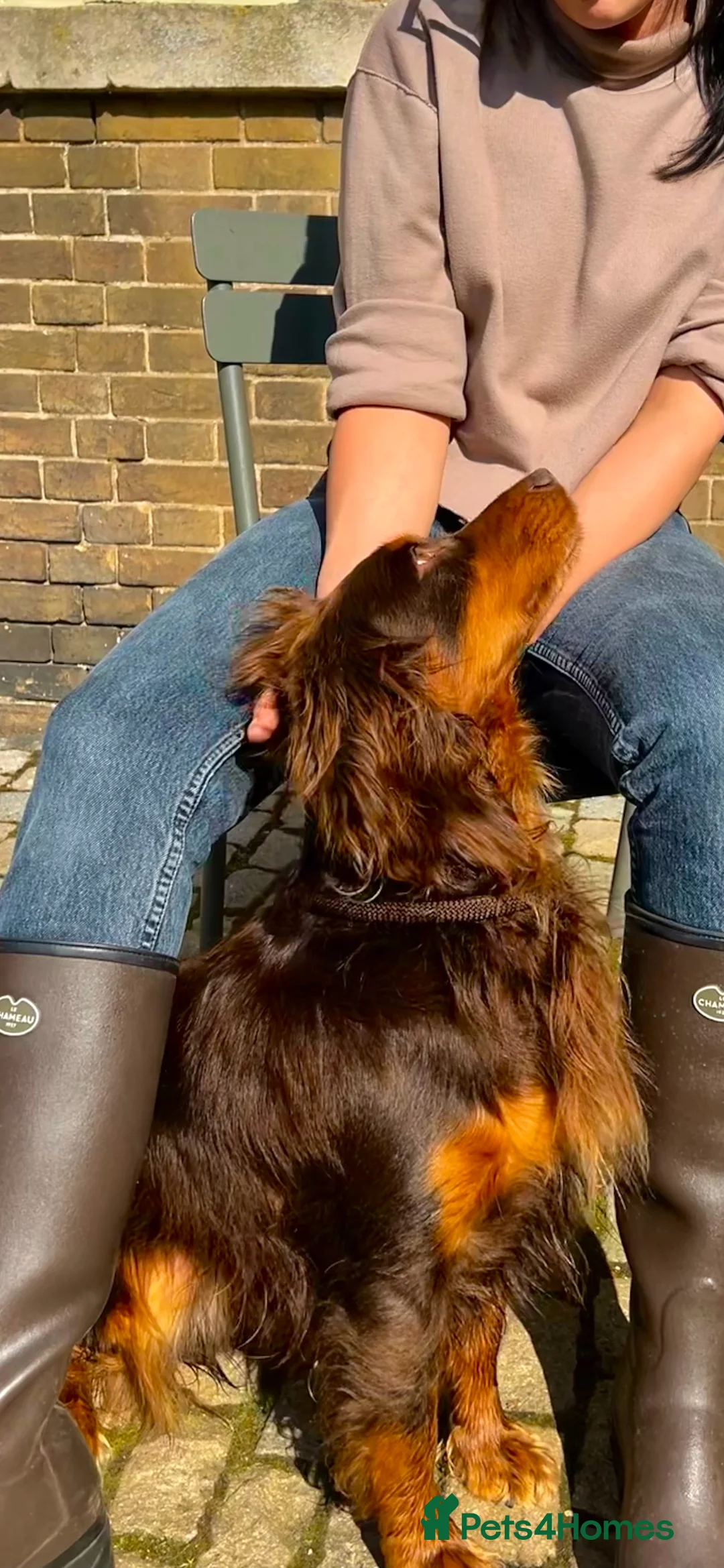 Cocker Spaniel dogs for stud: Well proven working cocker spaniel stud in Diss - Advert 4