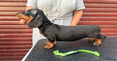 Dachshund dogs - Advert 5