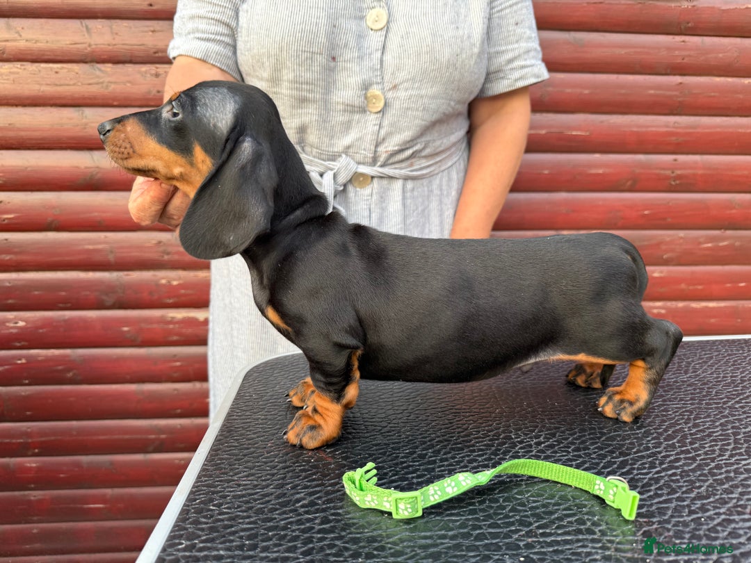 Dachshund dogs for sale: champion bred dachshunds  - Image 2