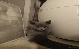 British Shorthair cats for sale: Last Female Gorgeous British Shorthair Kitten - Image 15