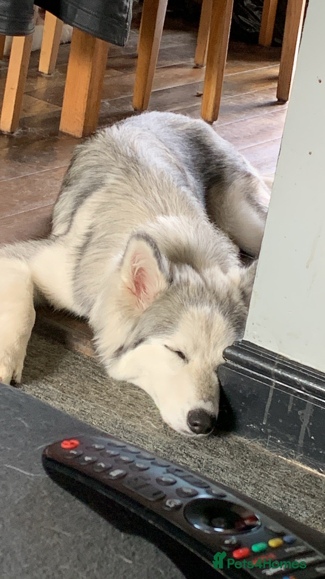 Siberian Husky dogs for sale: Beautiful Siberian husky girl in Bolton - Image 11