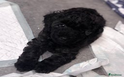 Yorkiepoo dogs for sale: Beautiful yorkipoo puppies - Image 29