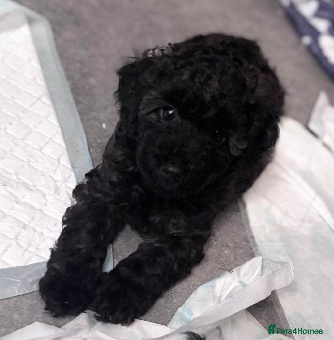 Yorkiepoo dogs for sale: Beautiful yorkipoo puppies - Image 29