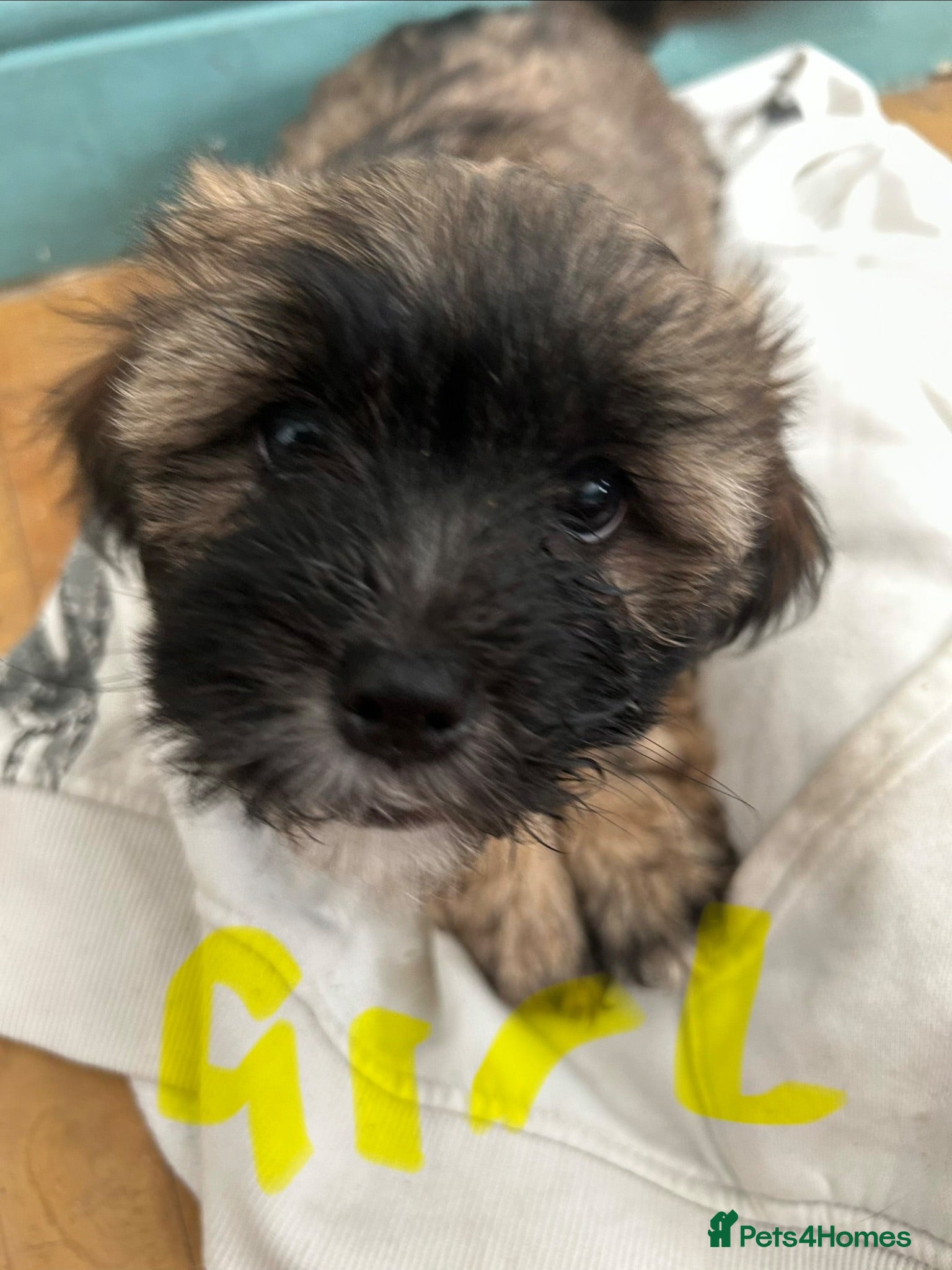 Mixed Breed dogs Zuchon  3 male 3 female  - Advert 2