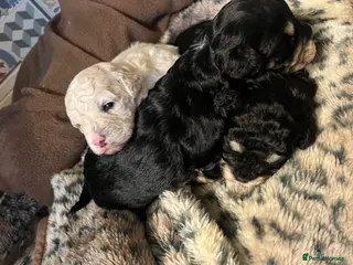 Maltipoo dogs Maltipoo puppies ready 8th January - Advert 10
