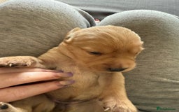 Goldador dogs for sale: 9 gorgeous goldador’s for sale - Image 3