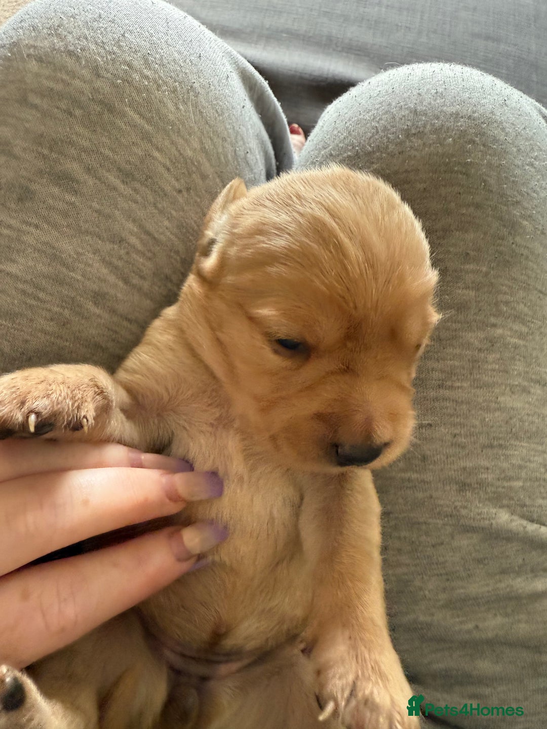 Goldador dogs for sale: 9 gorgeous goldador’s for sale - Image 3