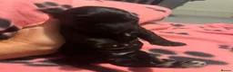 Cockapoo dogs for sale: Cockapoo Pups - Advert 12
