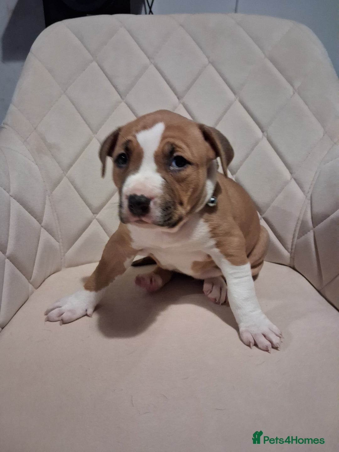 Mixed Breed dogs for sale: American bully Staffordshire bull terrier Puppies  - Advert 4