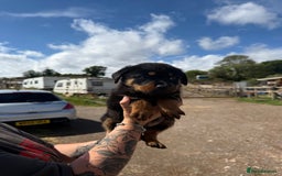 Rottweiler dogs for sale: beautiful pedigree rottweilers  - Image 22