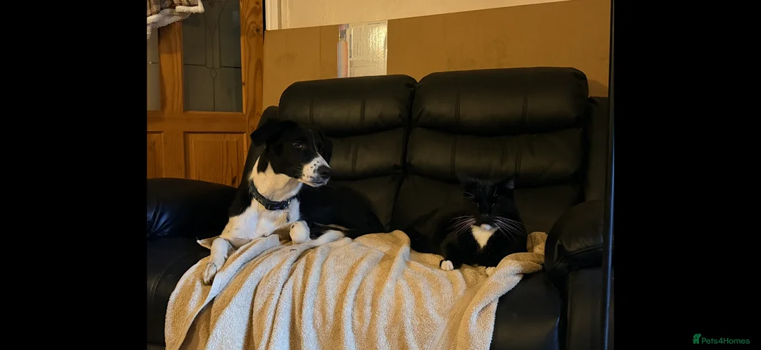 Mixed Breed dogs for sale: 9 month old collie x springer in Radstock - Advert 2