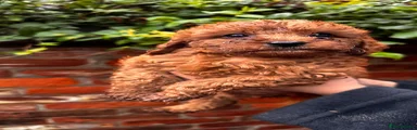 Cavapoo 2