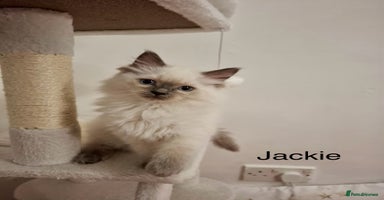 Ragdoll cats Purebred Ragdoll Kittens - TICA - YORKSHIRE - Advert 8