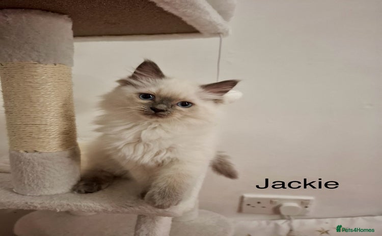 Ragdoll cats Purebred Ragdoll Kittens - TICA - YORKSHIRE - Advert 1