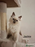 Ragdoll cats Purebred Ragdoll Kittens - TICA - YORKSHIRE - Advert 8