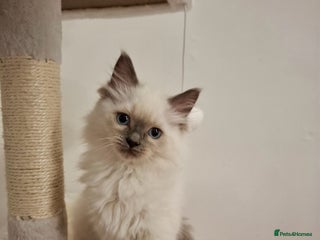 Ragdoll cats Purebred Ragdoll Kittens - TICA - YORKSHIRE - Advert 6