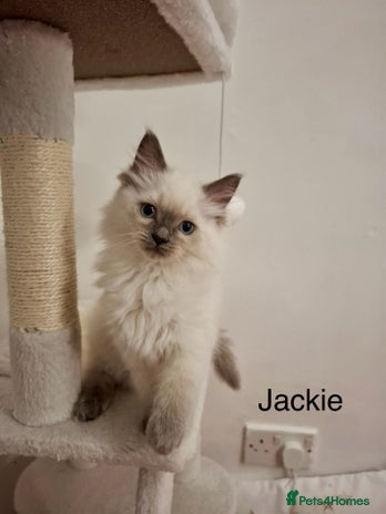 Ragdoll cats Purebred Ragdoll Kittens - TICA - YORKSHIRE - Advert 3