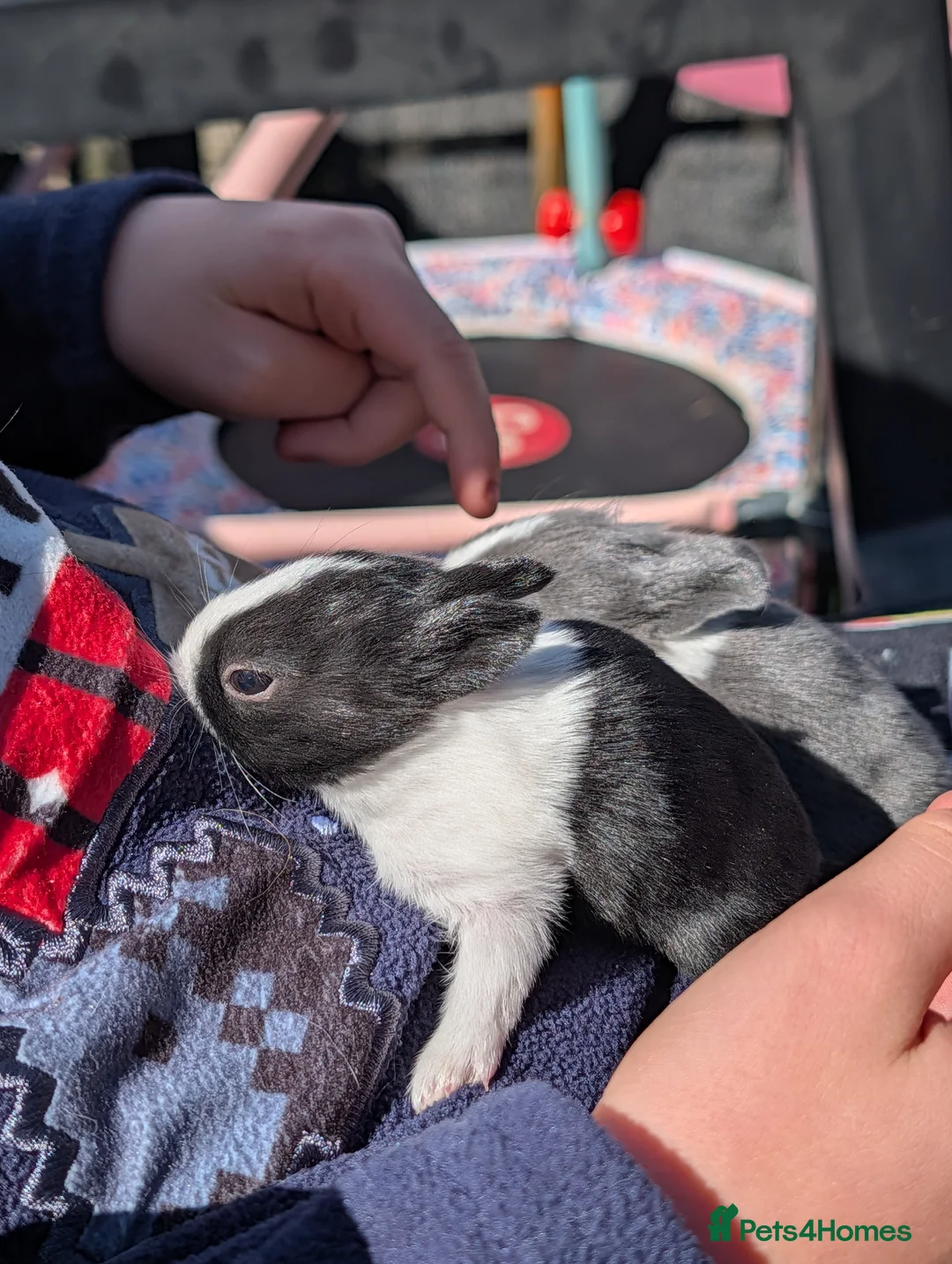 Mixed Breed rabbits for sale: 2 black and white rabbits in Gateshead - Advert 6