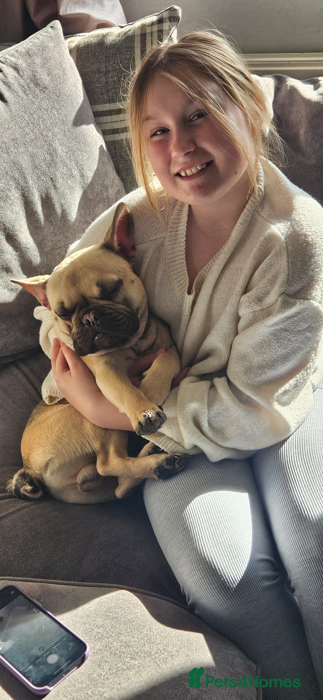 Mixed Breed dogs for sale: 15 month old French bulldog - Advert 5