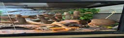 Leopard Gecko reptiles for sale: Leopard gecko with full set up included in photos  in York - Advert 7