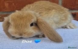 French Lop rabbits for sale: Beautiful French Lops - Image 4