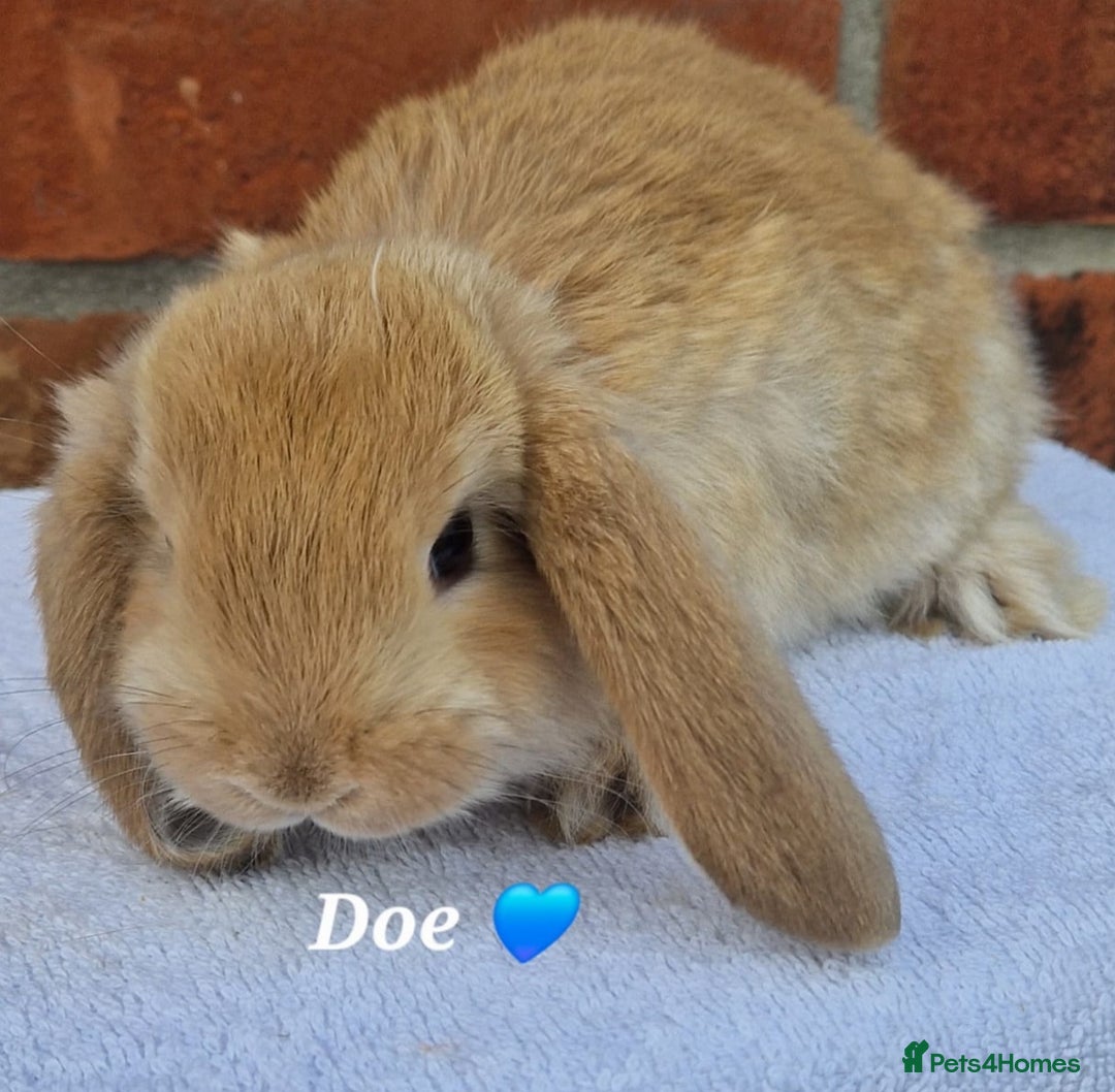 French Lop rabbits for sale: Beautiful French Lops - Image 4