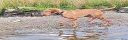 Hungarian Vizsla dogs for sale: Beautiful pedigree Hungarian vizsla litter of 9  - Advert 17
