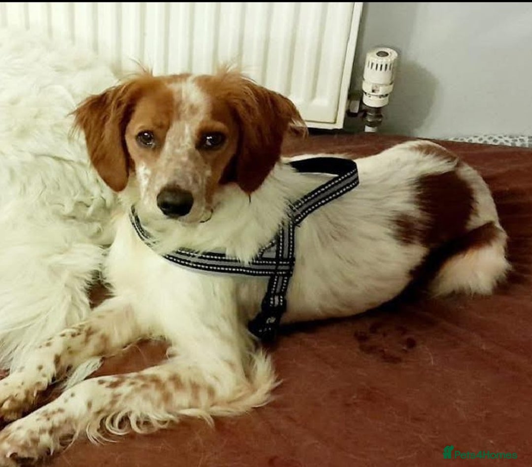 Brittany Spaniel dogs for adoption: Sweet Friendly Active Freckles in Norfolk - Image 2