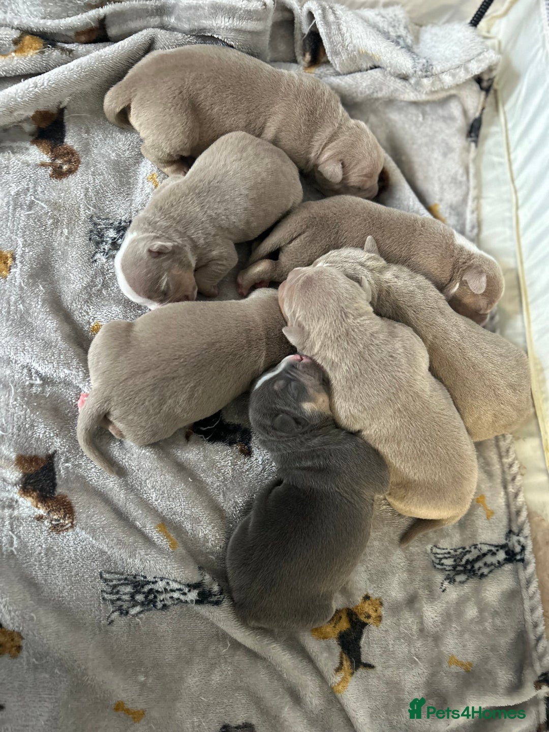 American Bully dogs for sale: American pocket bully’s  - Advert 10