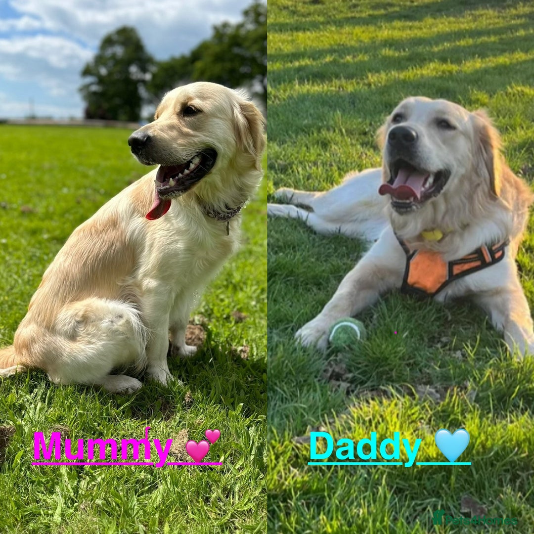 Golden Retriever dogs for sale: One girl left - Image 9