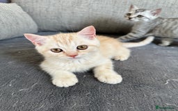 British Shorthair cats for sale: Stunning British Shorthair  - Image 31