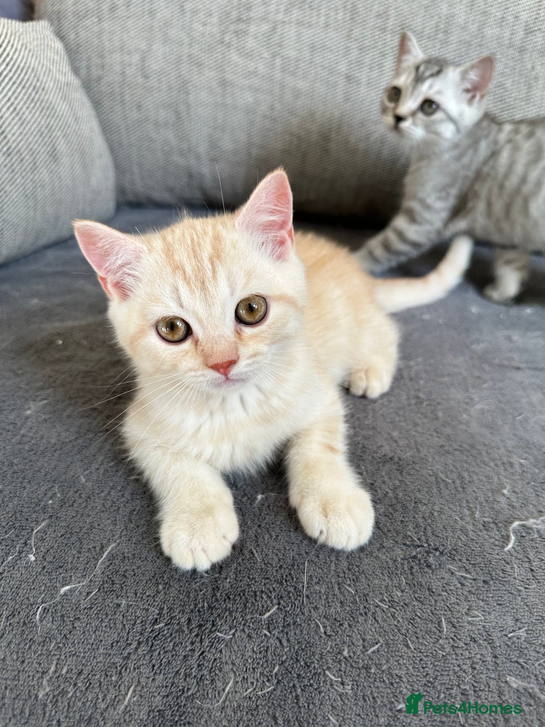 British Shorthair cats for sale: Stunning British Shorthair  - Image 31