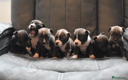 Staffordshire Bull Terrier dogs for sale: Stunning KC Staffordshire bull terrier puppies - Image 7