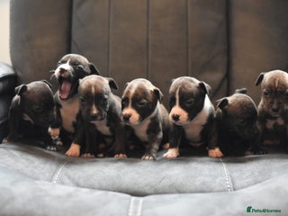 Staffordshire Bull Terrier dogs - Advert 10