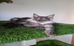 Maine Coon cats for sale: Pedigree Maine Coon kittens  - Image 25