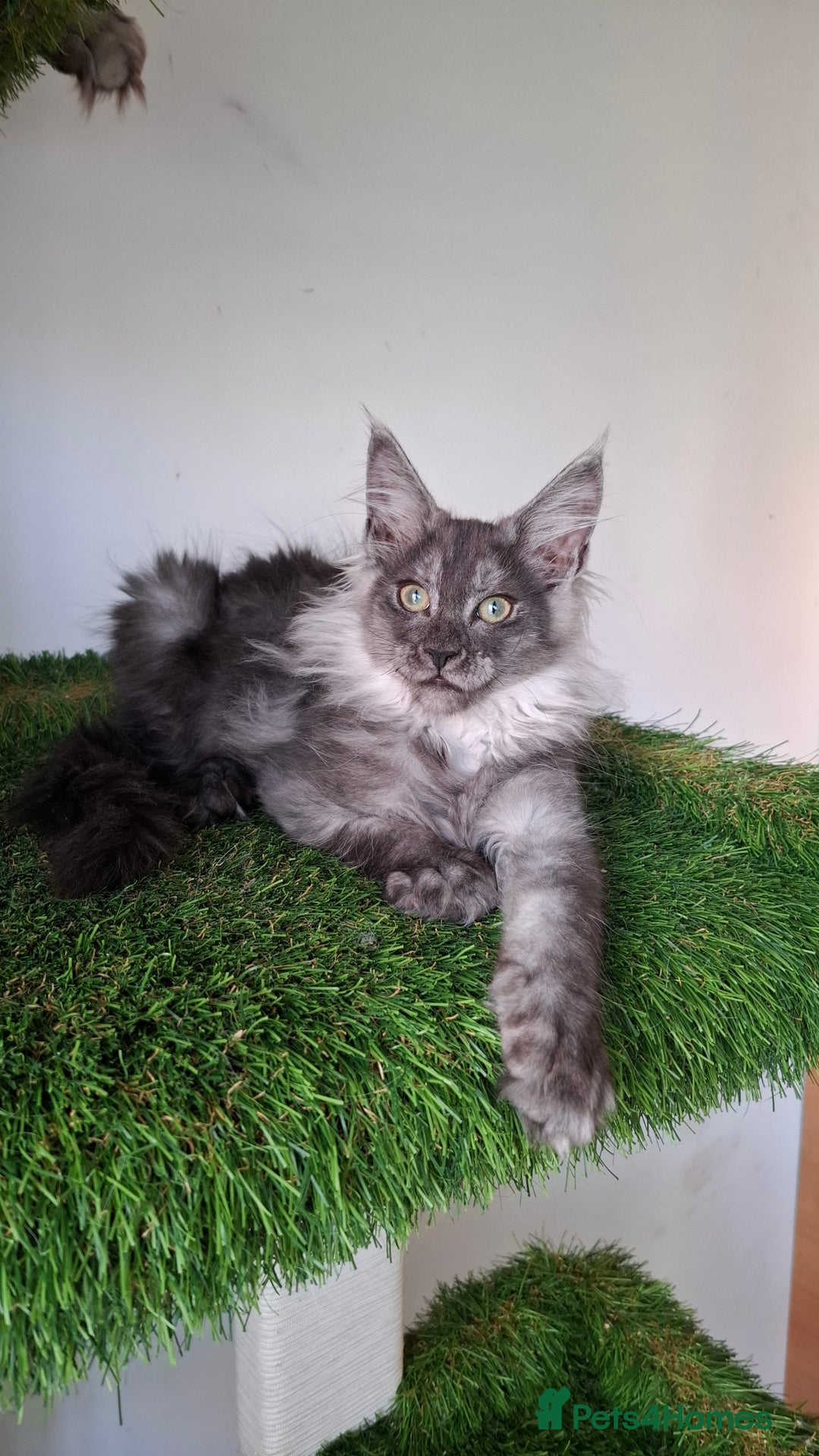 Maine Coon cats for sale: Pedigree Maine Coon kittens  - Image 25