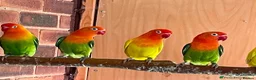 Lovebirds birds for sale: fischer lovebirds - Advert 1