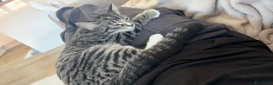Domestic Shorthair 1